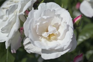 MARGARET MERRIL (floribunda)